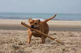 STAFFIE 344